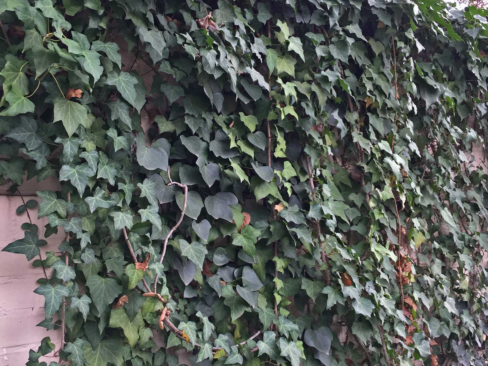 english ivy (hedera helix)