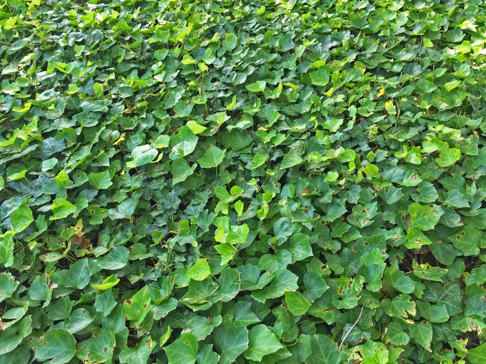 english ivy (hedera helix)