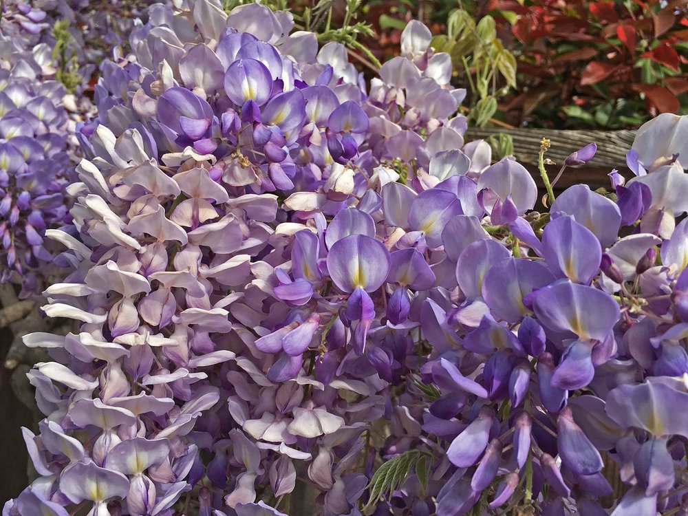 wisteria vine and blooms