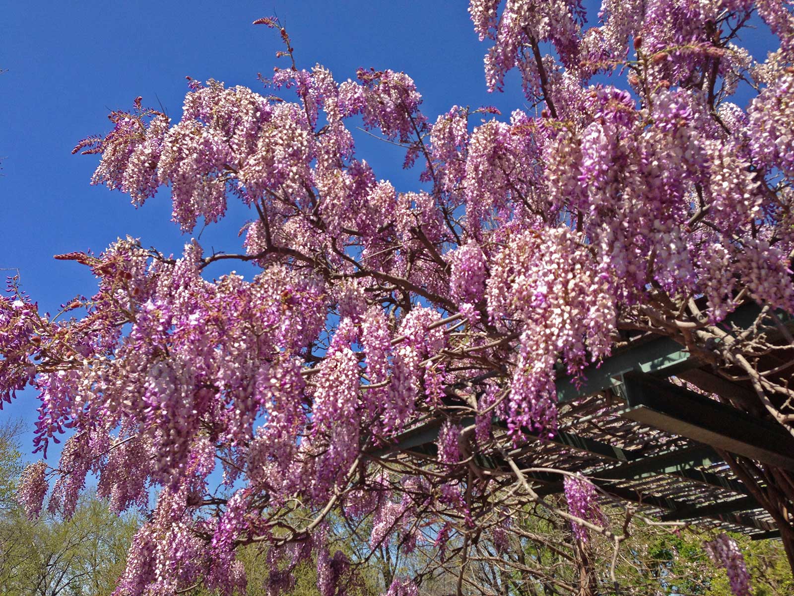 wisteria vine and blooms
