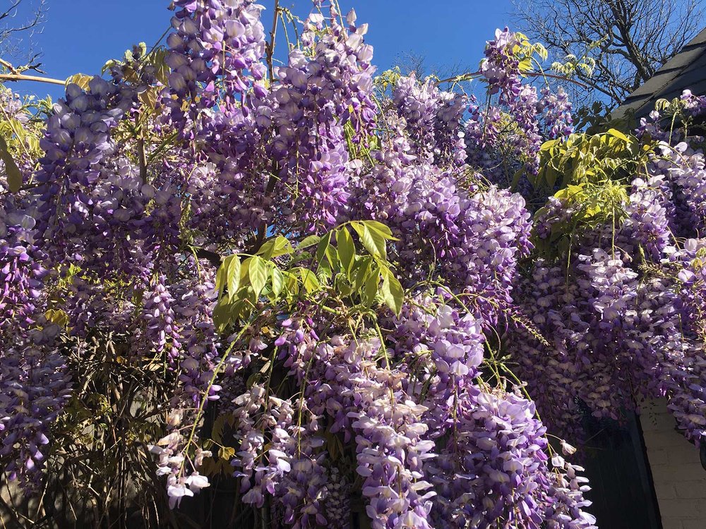 wisteria vine and blooms