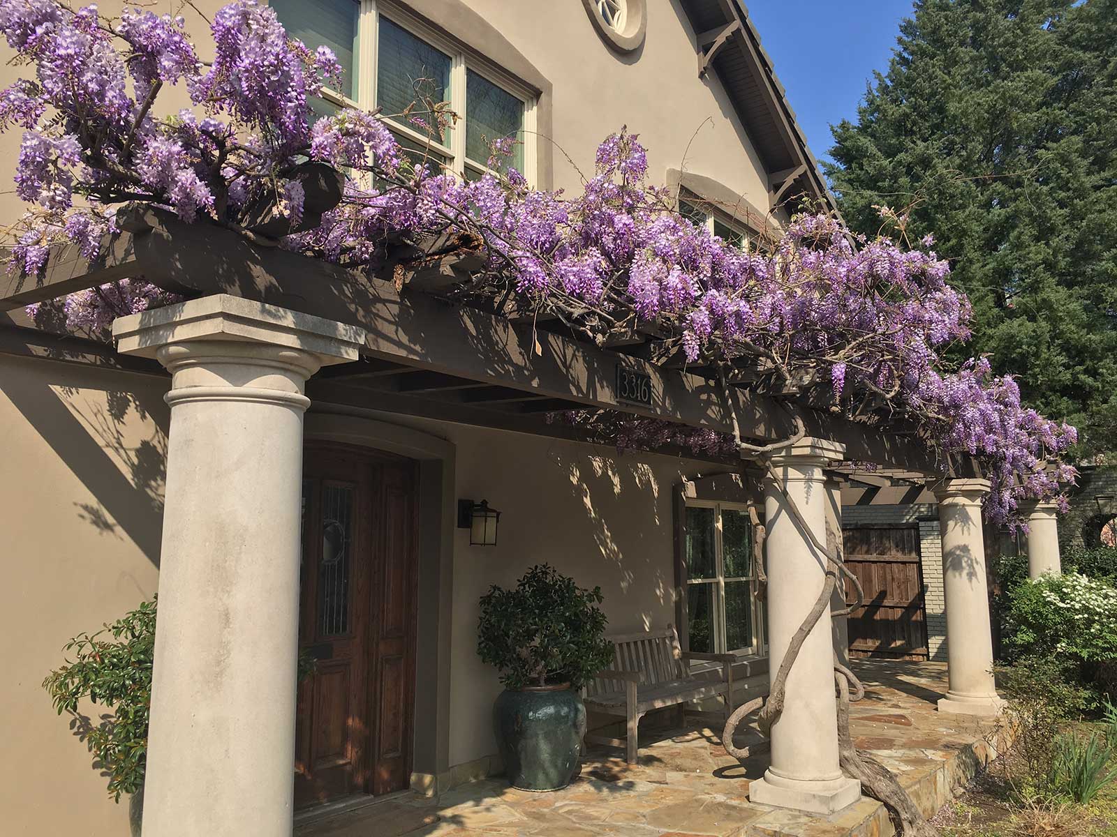 wisteria vine and blooms