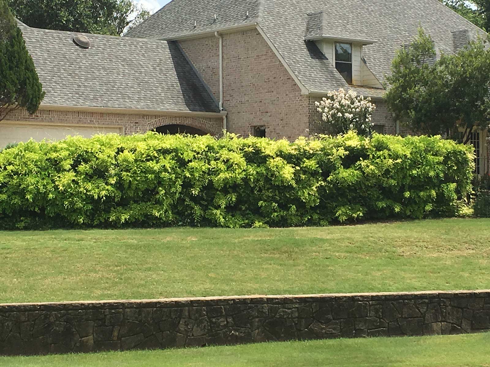 wisteria vine and blooms