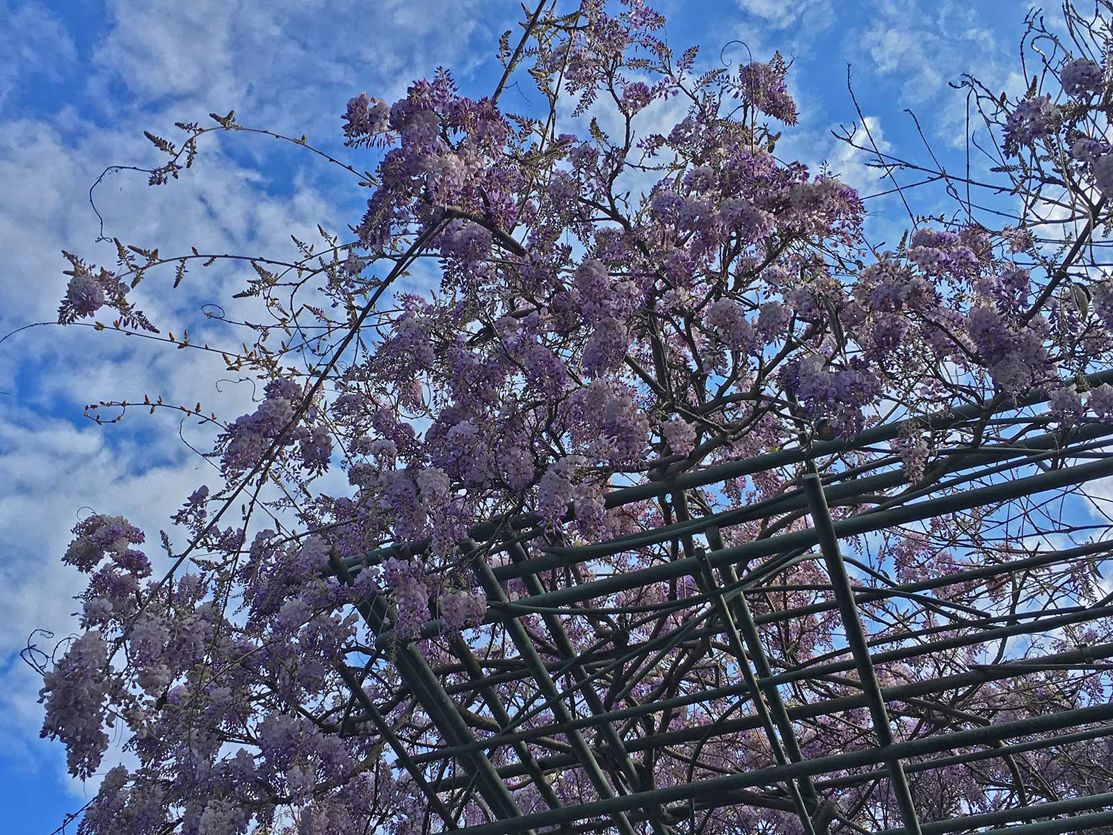 wisteria vine and blooms