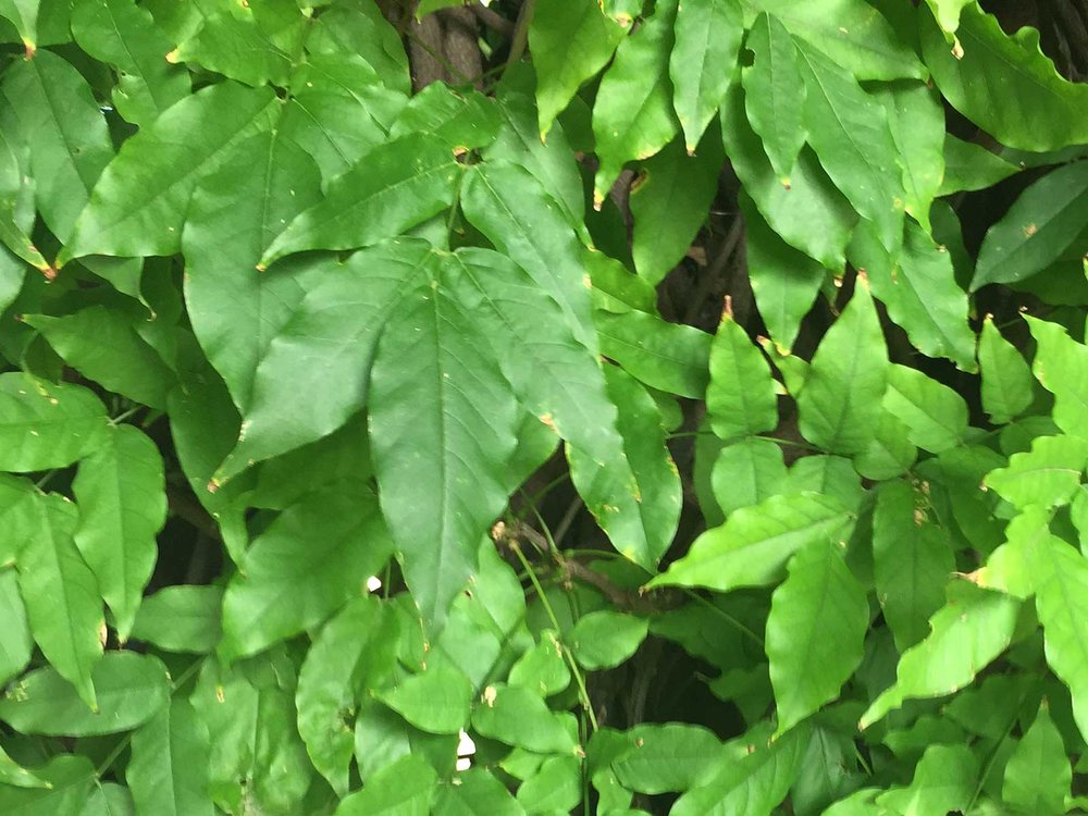 wisteria vine leaves