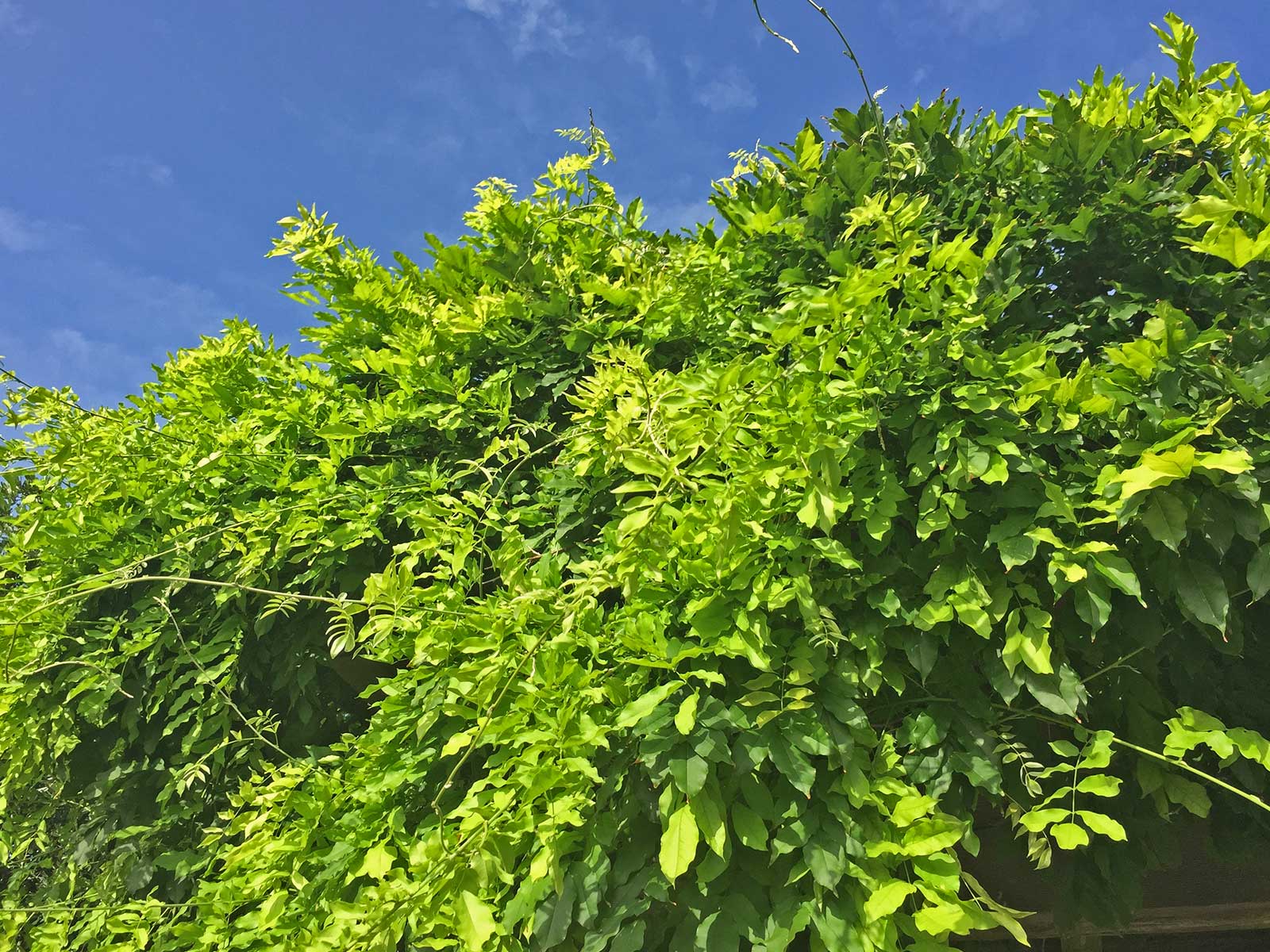 wisteria vine