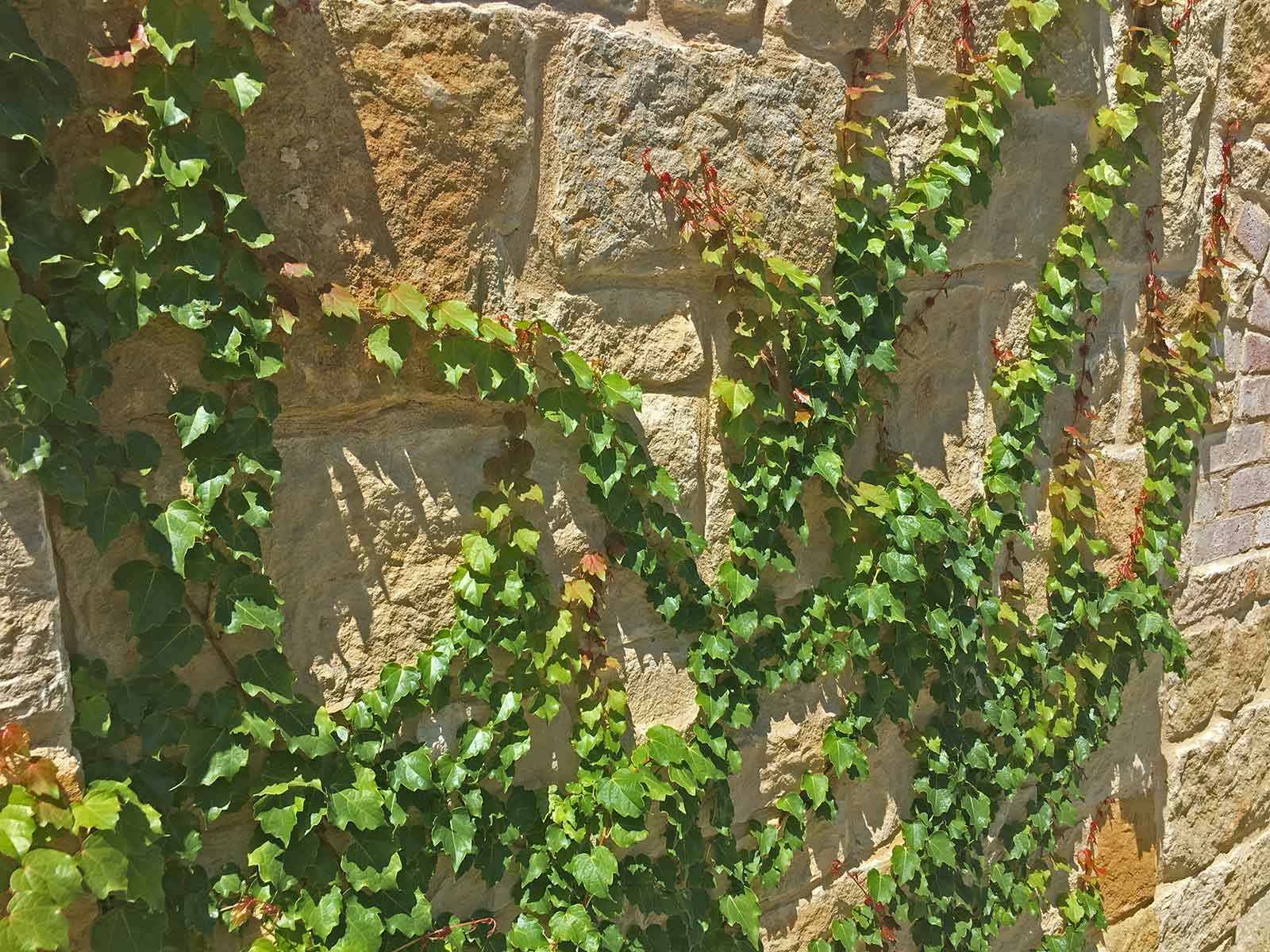 boston-ivy-vine