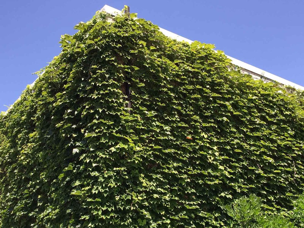 boston-ivy-vine