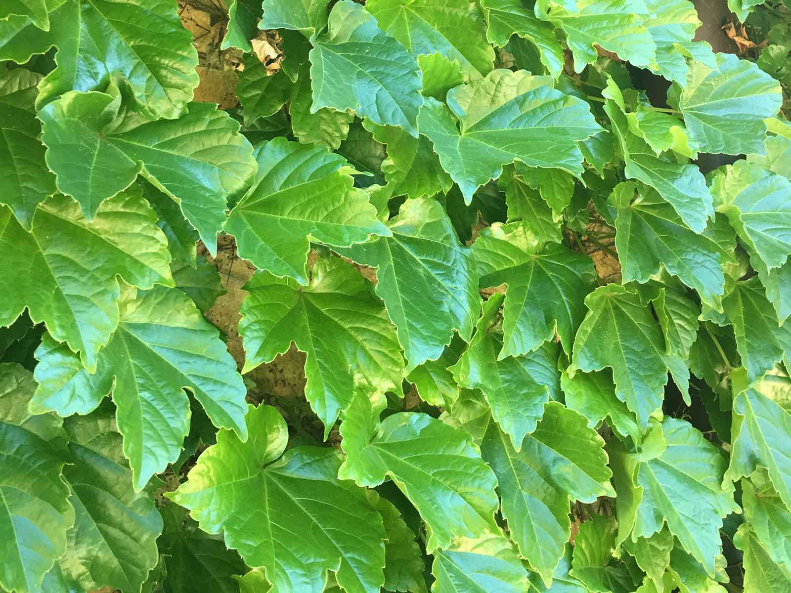 boston-ivy-vine