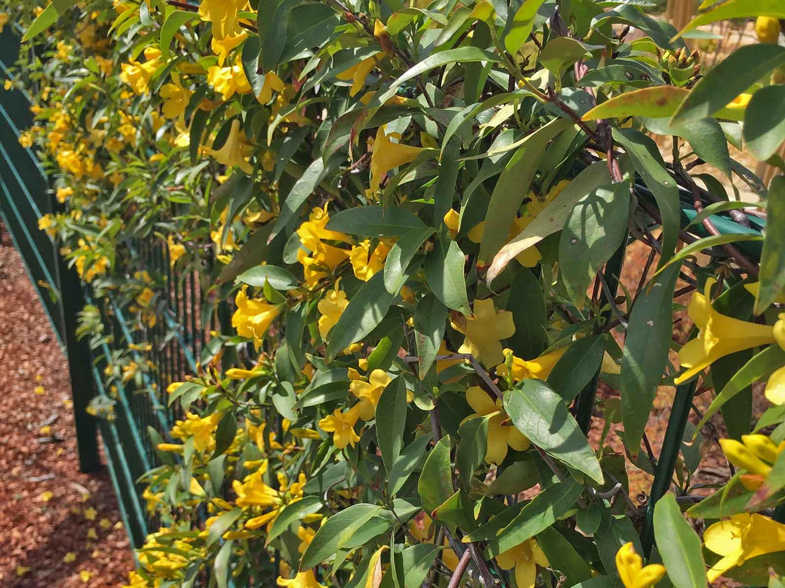 Carolina Jessamine (Gelsemium sempervirens)