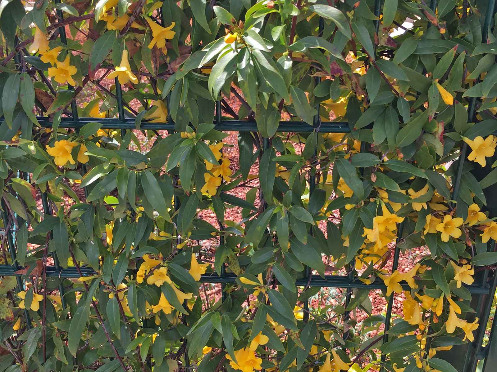 Carolina Jessamine (Gelsemium sempervirens)