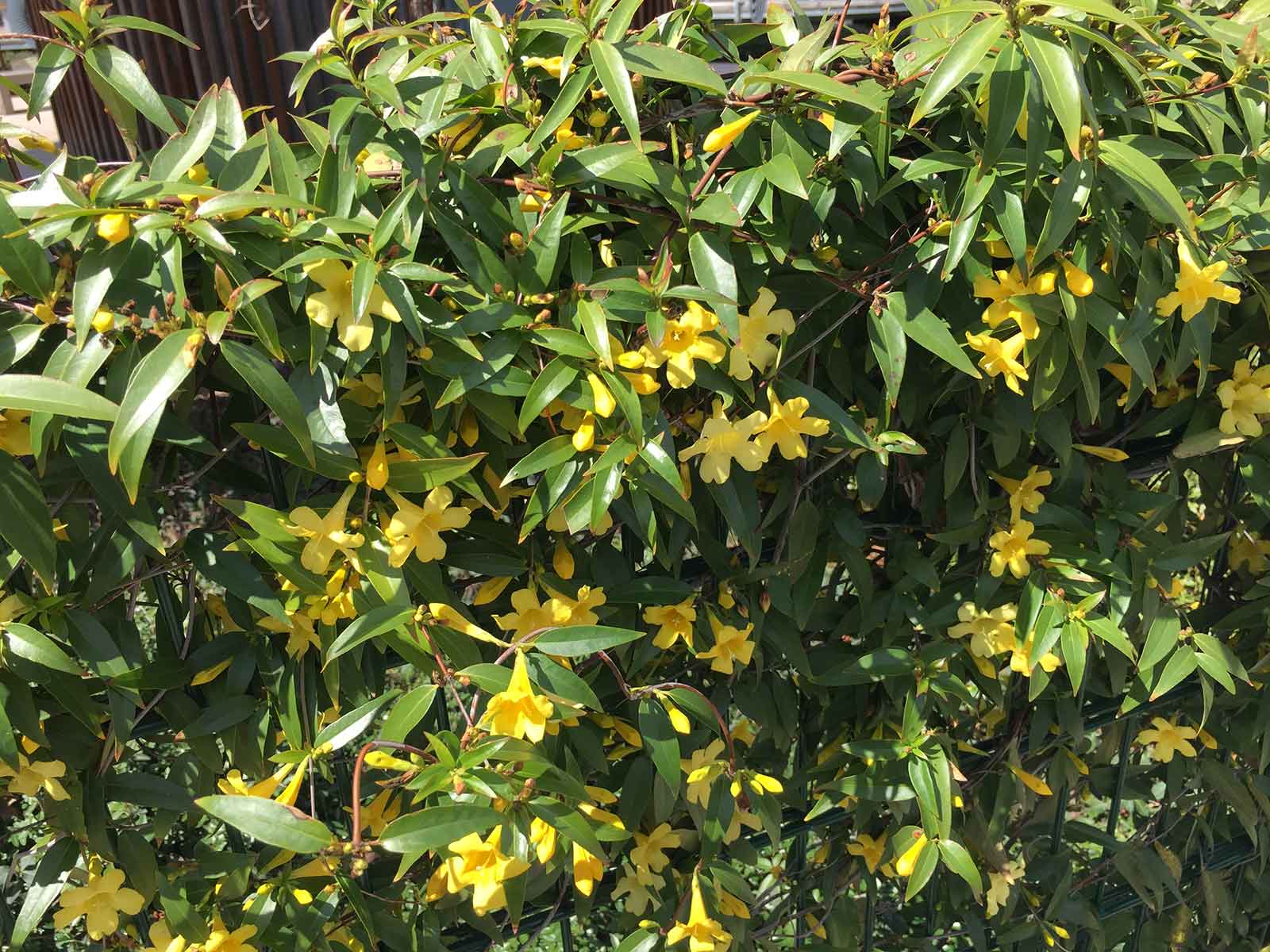 Carolina Jessamine (Gelsemium sempervirens)