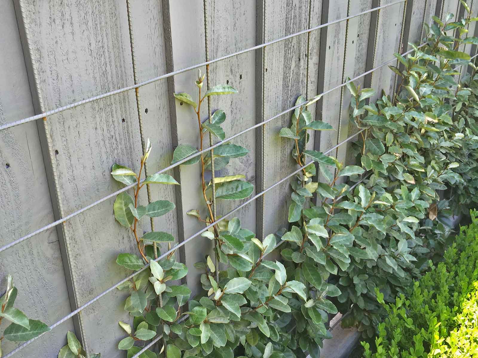 best-vines-for-dallas-espalier-elaeagnus-vine