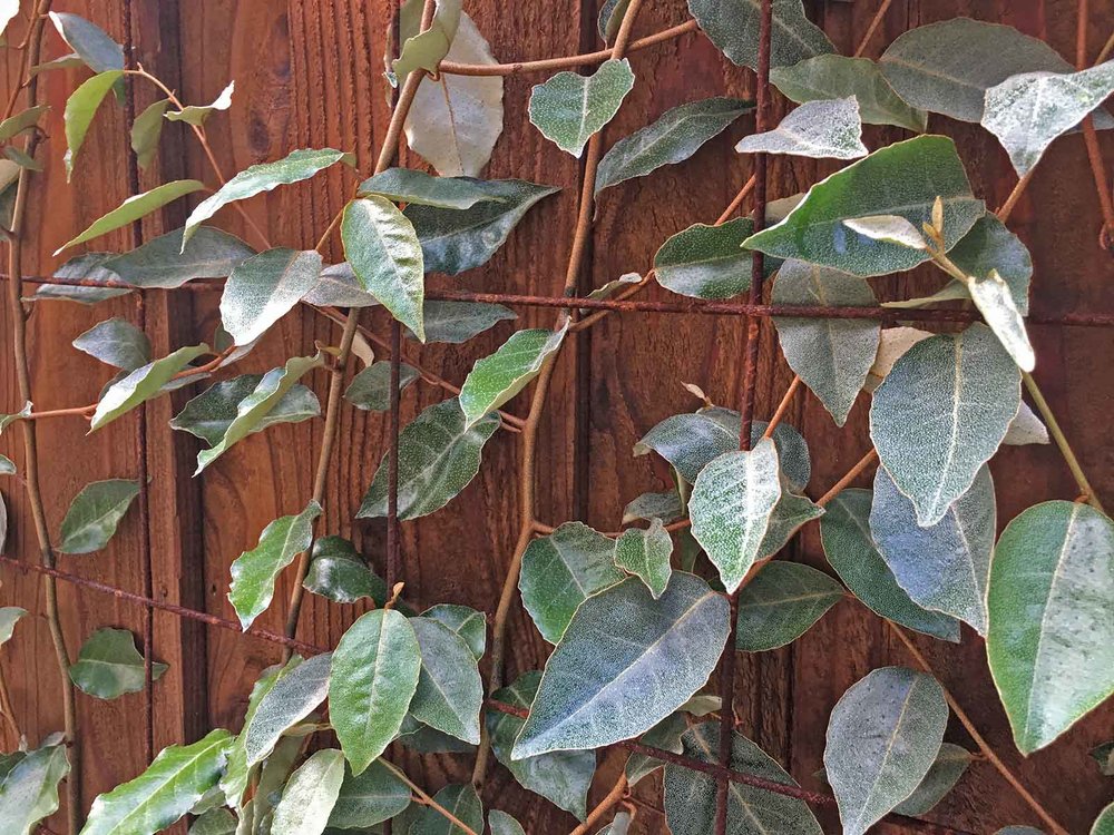 best-vines-for-dallas-espalier-elaeagnus-vine