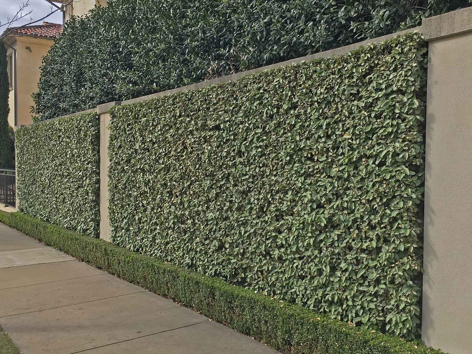 best-vines-for-dallas-espalier-elaeagnus-vine