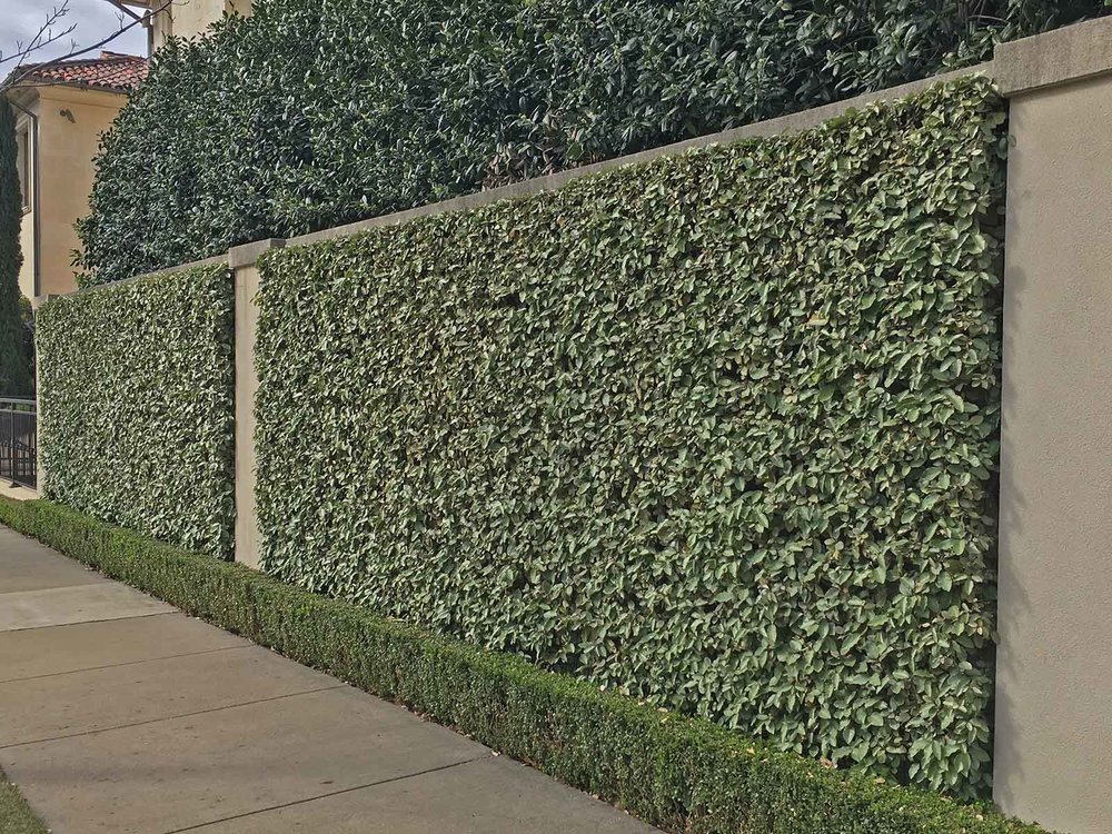 best-vines-for-dallas-espalier-elaeagnus-vine