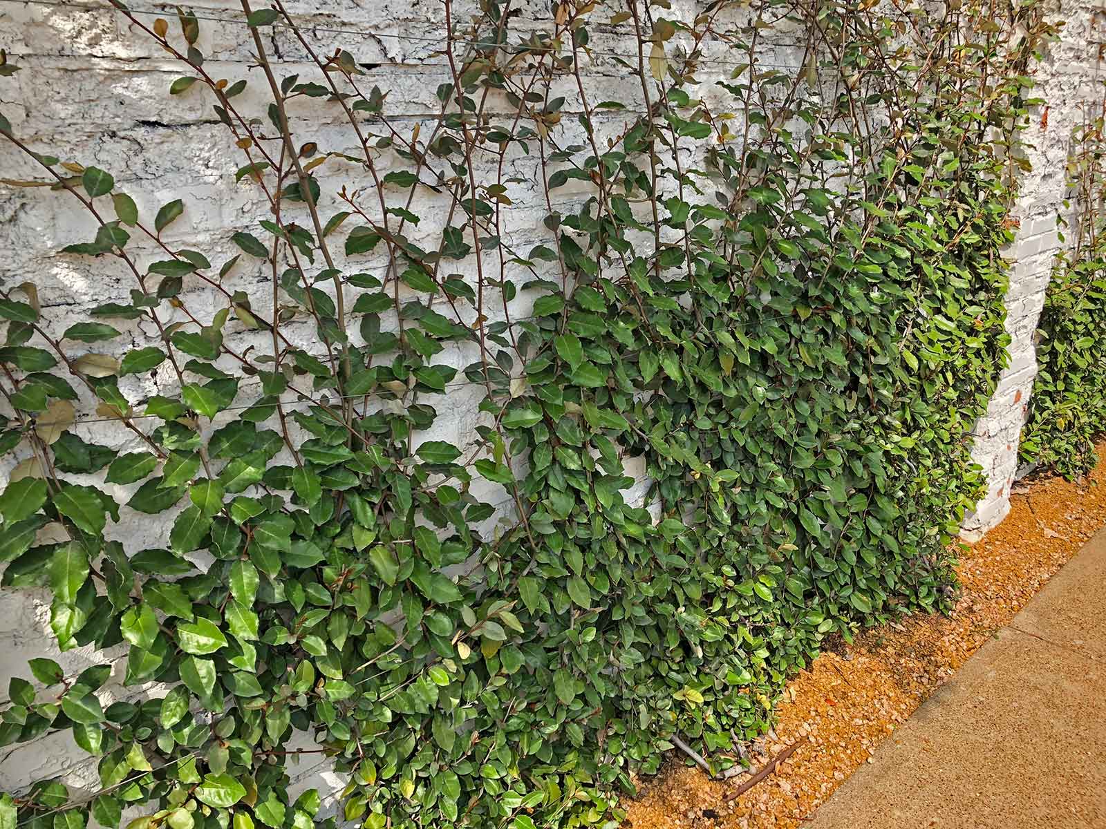 best-vines-for-dallas-espalier-elaeagnus-vine