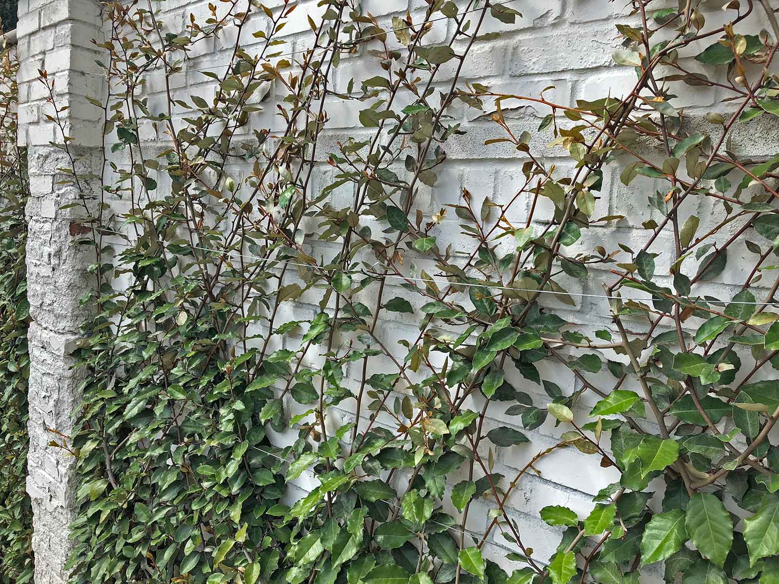 best-vines-for-dallas-espalier-elaeagnus-vine