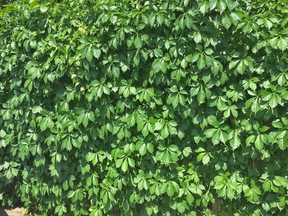 best vines for dallas - virginia creeper