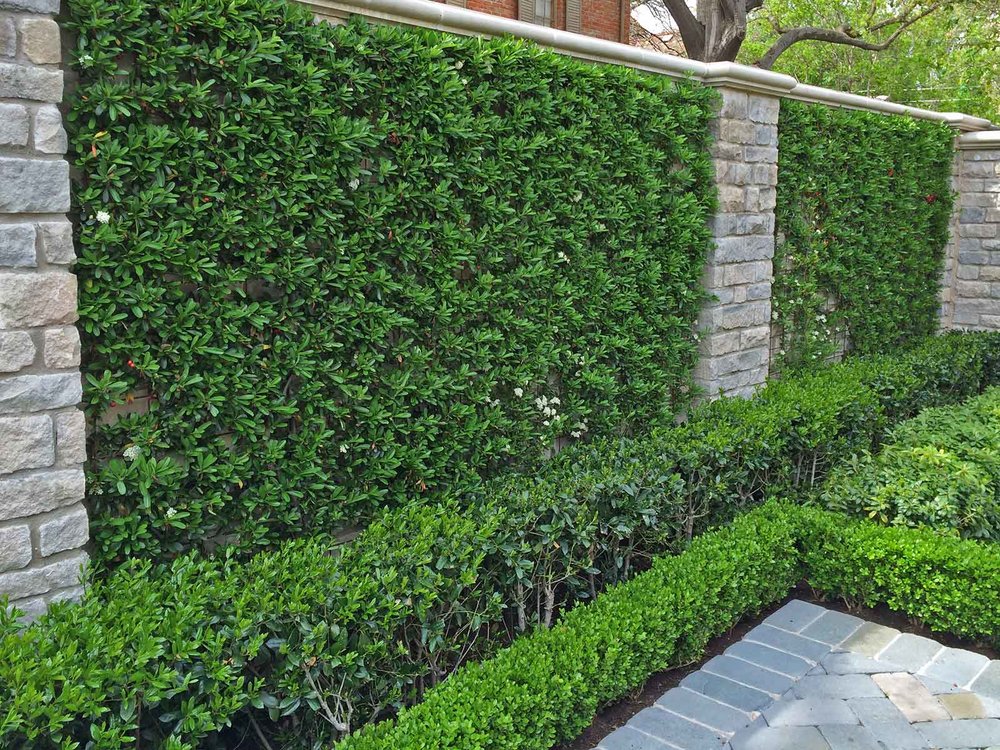 best vines for dallas - pyracantha