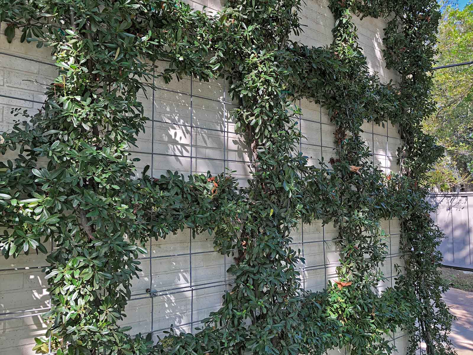 best vines for dallas - pyracantha