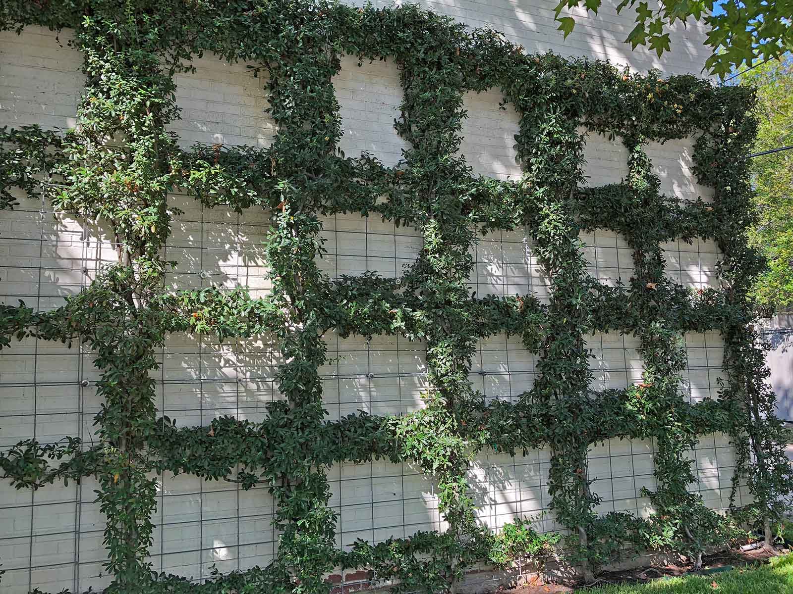 best vines for dallas - pyracantha