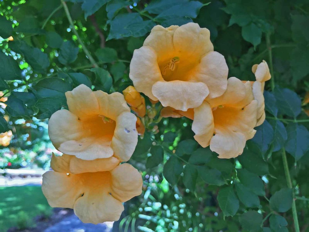 best vines for dallas - trumpet vine