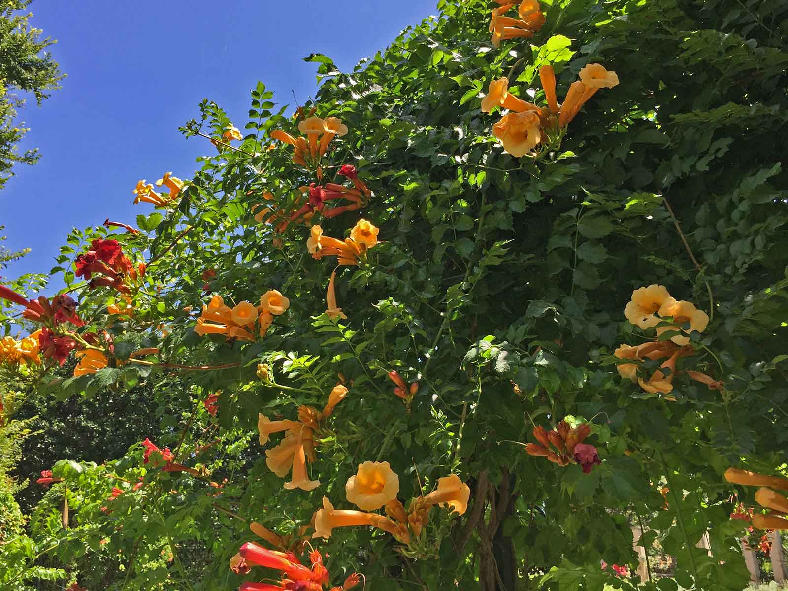 best vines for dallas - trumpet vine