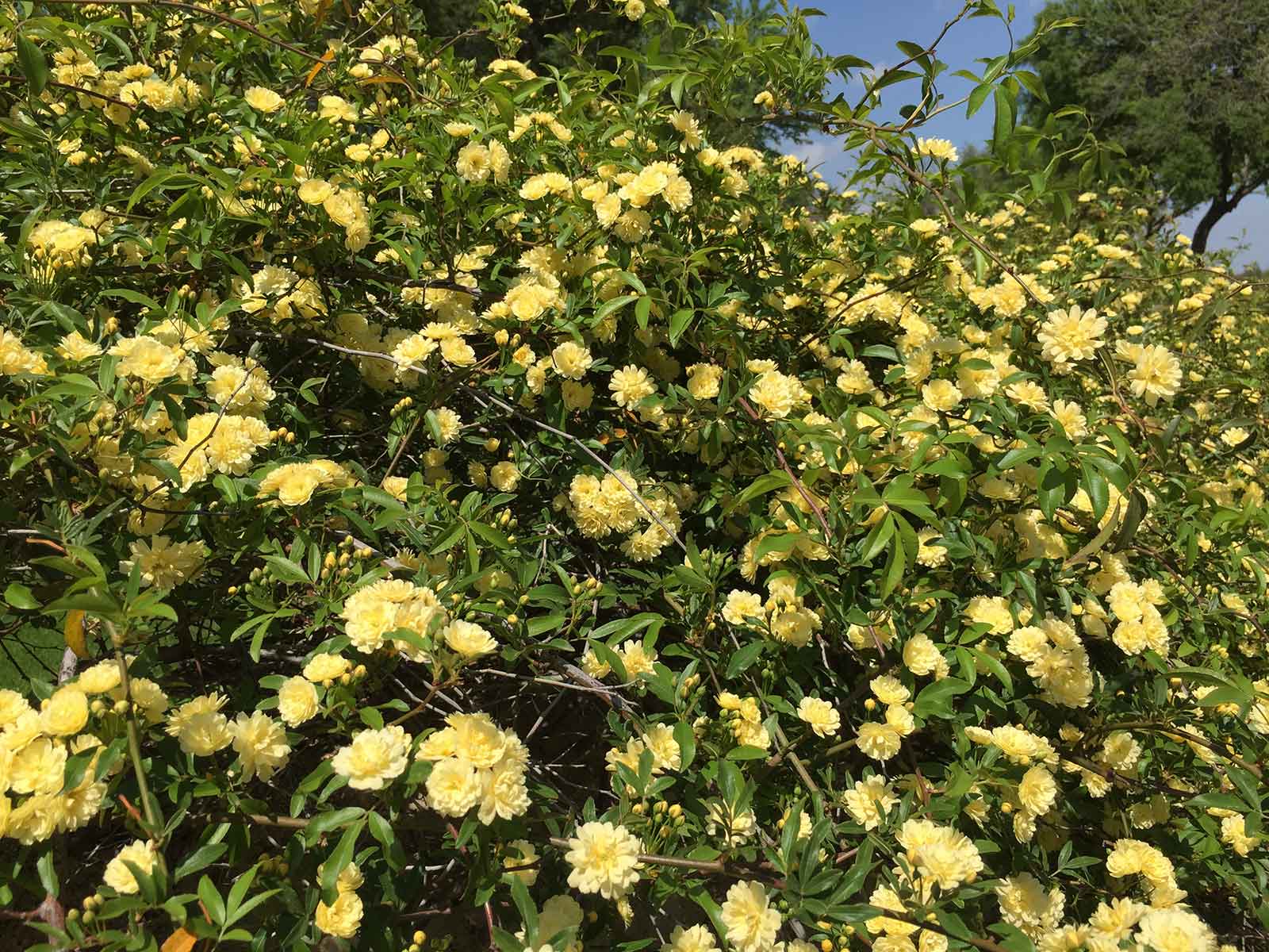 best vines for dallas - lady banks rose