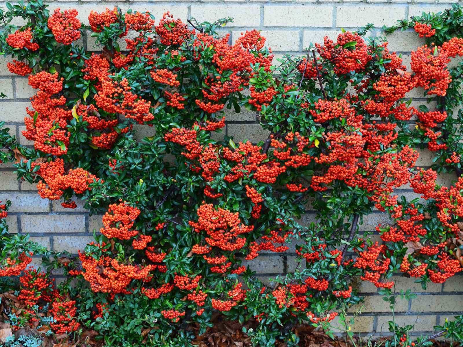 the best vines for dallas - firethorn pyracantha berries