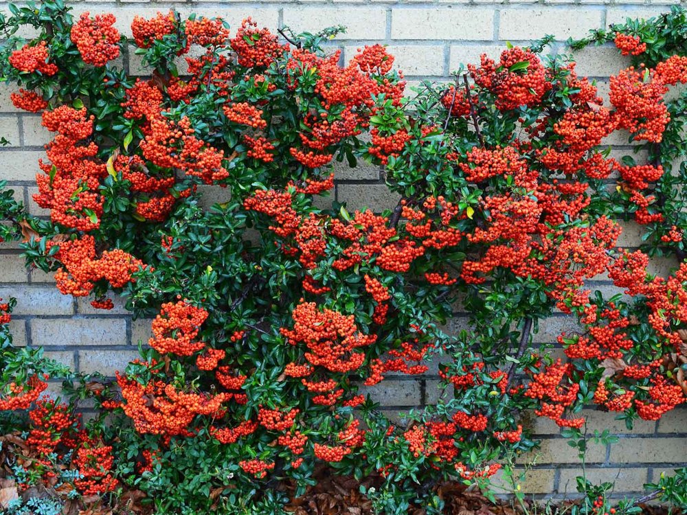the best vines for dallas - firethorn pyracantha berries