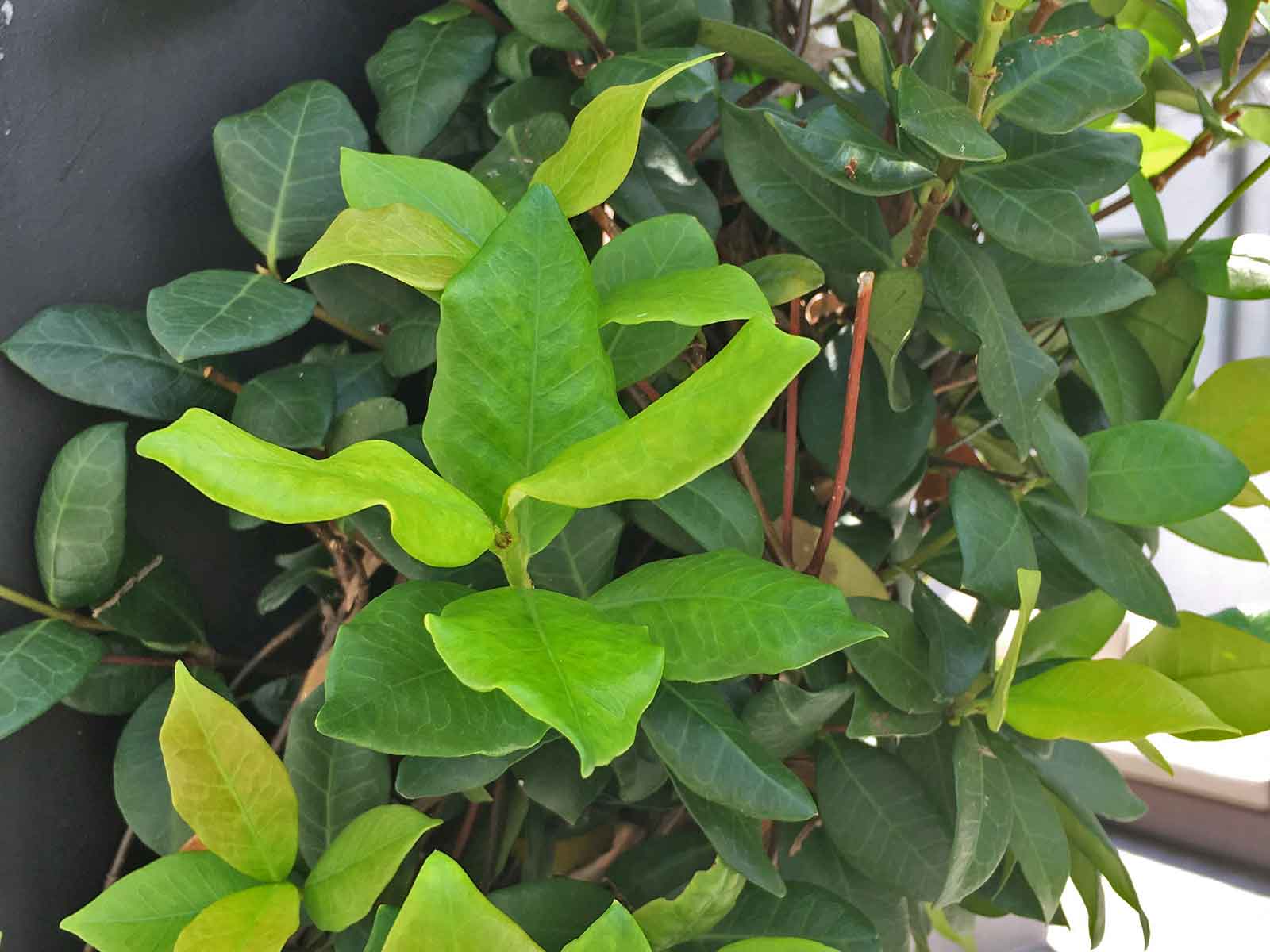 star jasmine (trachelospermum jasminoides)