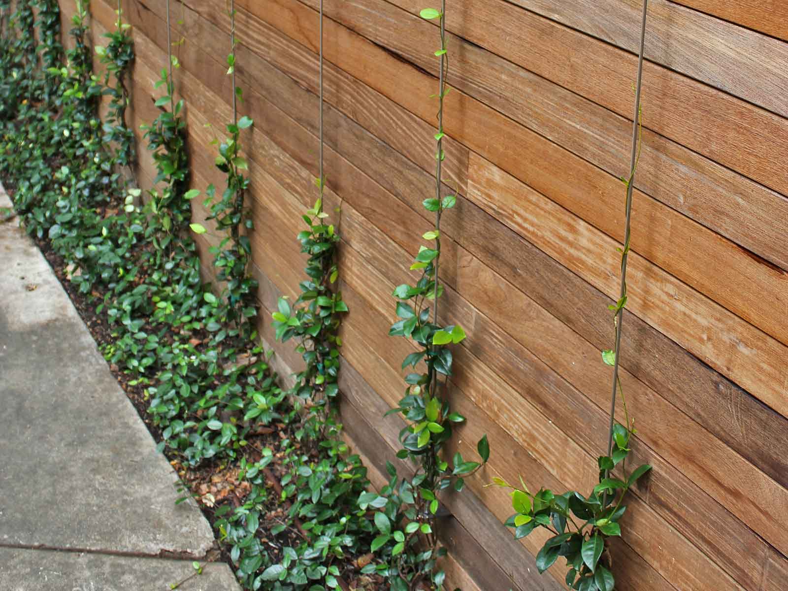 star jasmine (trachelospermum jasminoides)