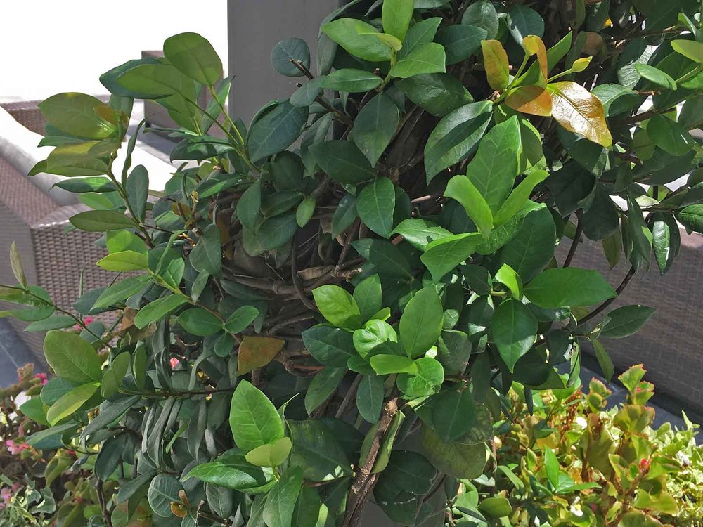 star jasmine (trachelospermum jasminoides)