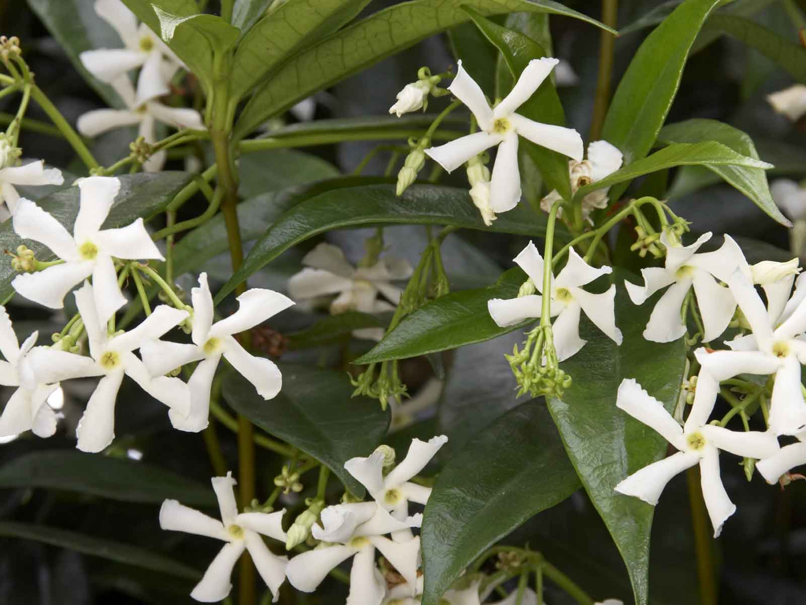 star jasmine (trachelospermum jasminoides)