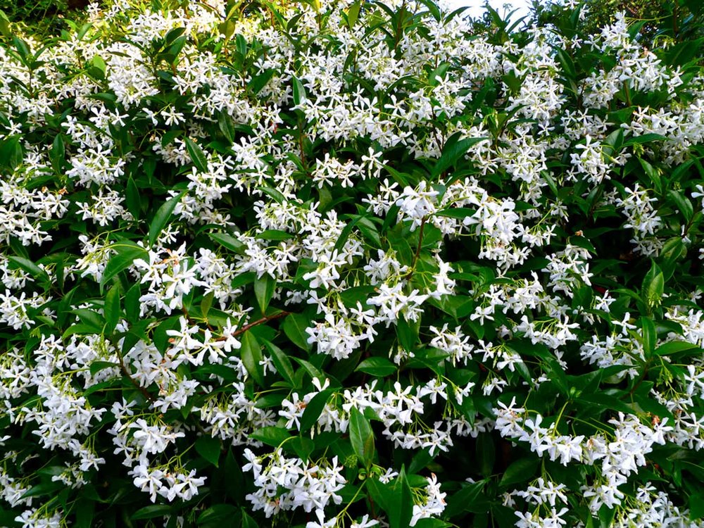 star jasmine (trachelospermum jasminoides)