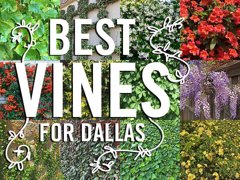 Best Vines for Dallas, Texas