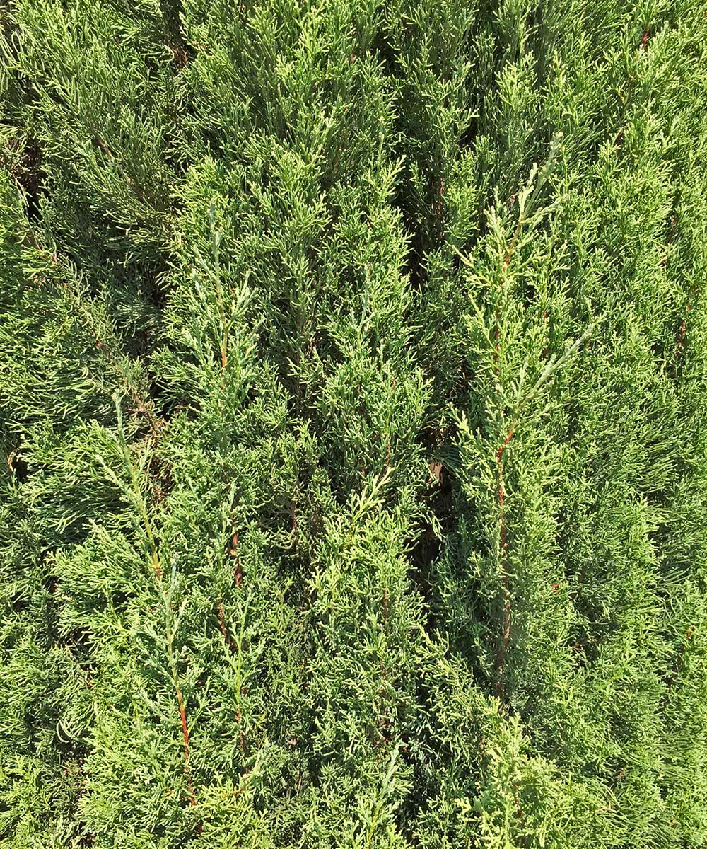 italian cypress trees (cupressus sempervirens)