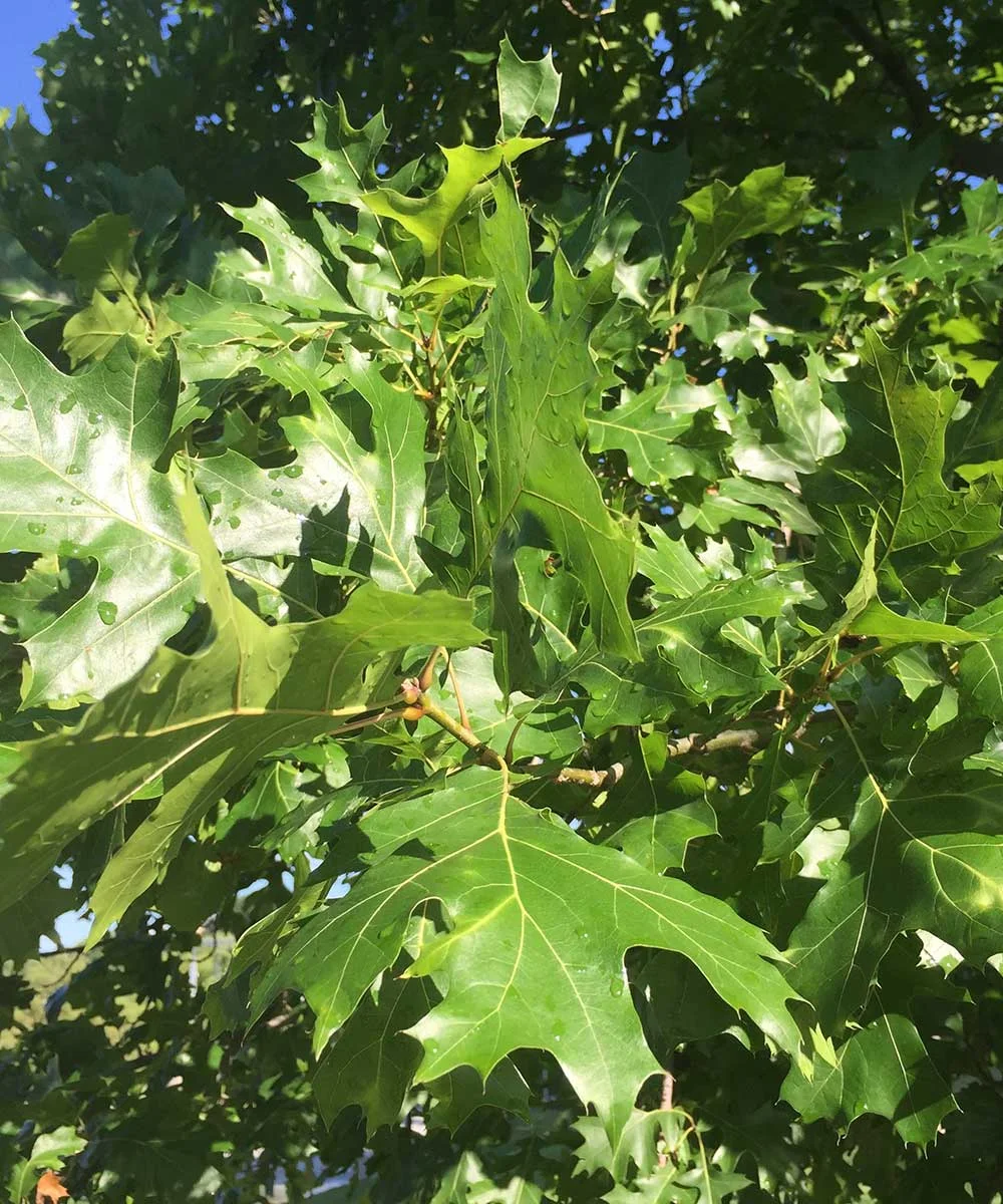 red oak tree leaves