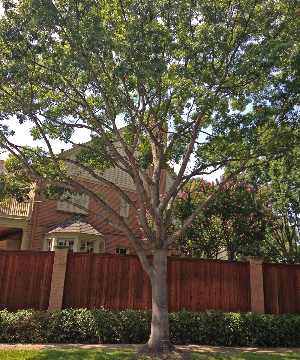 red oak tree