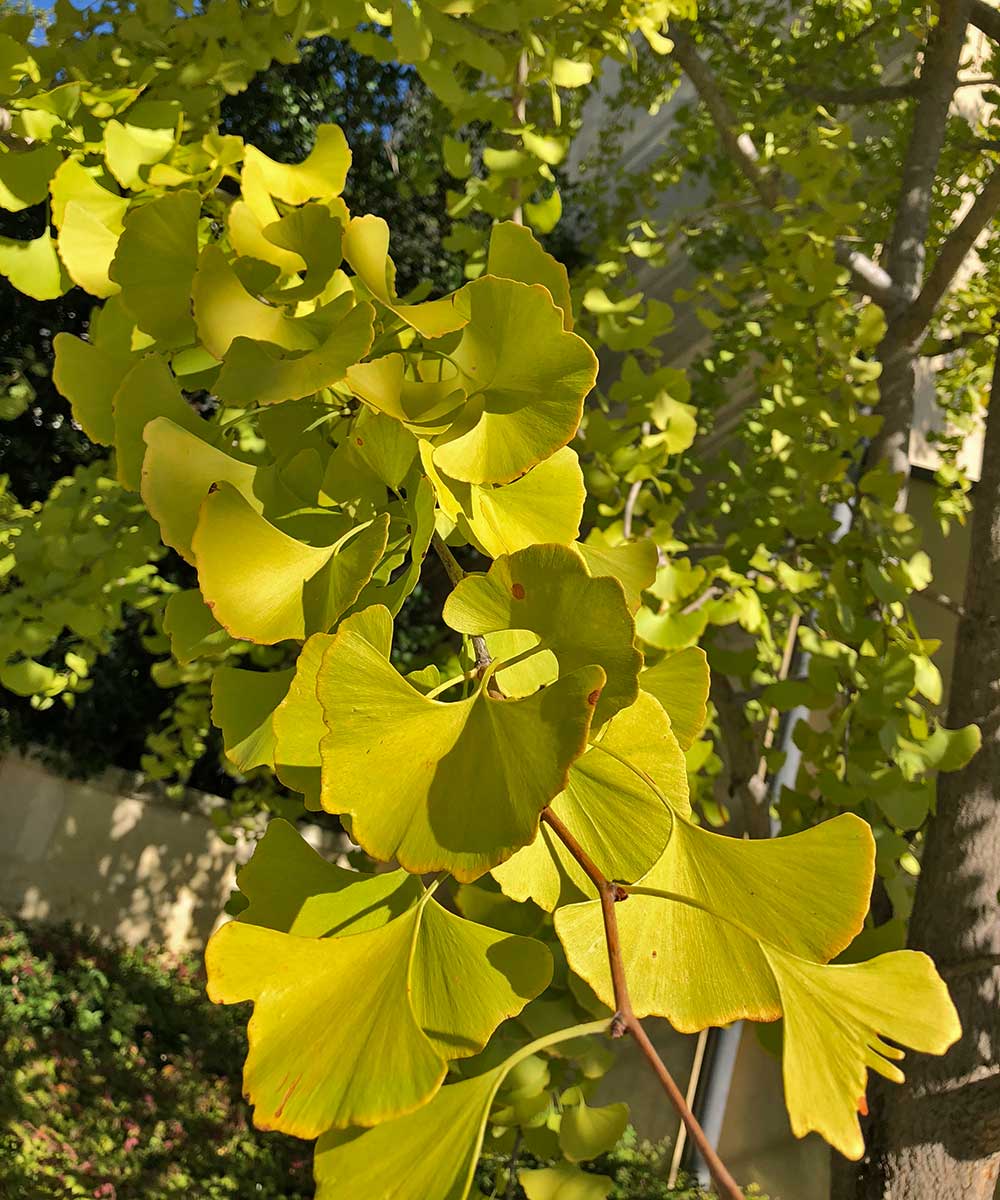 ginkgo tree (ginkgo biloba)