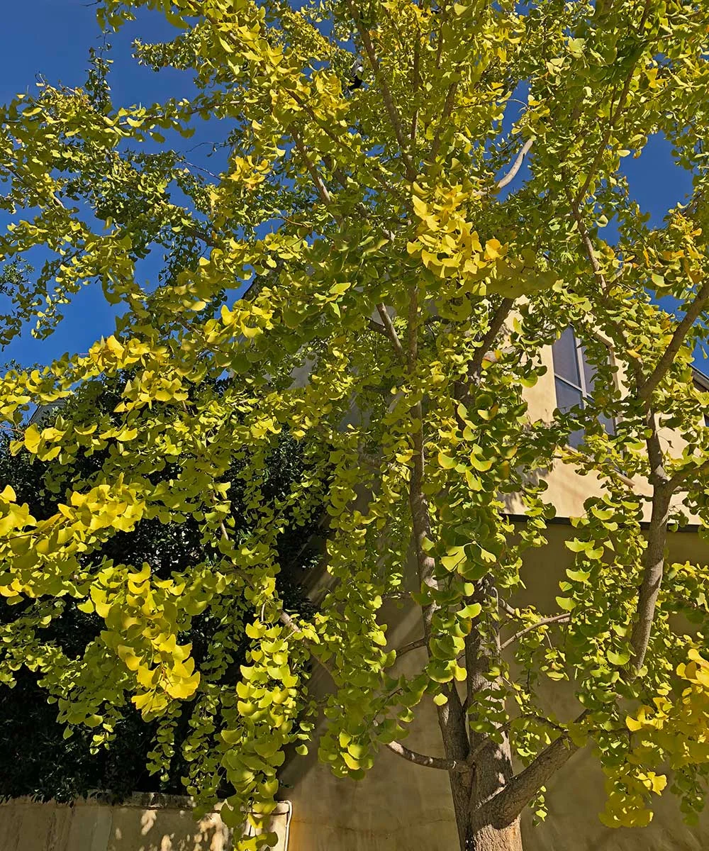 ginkgo tree (ginkgo biloba)