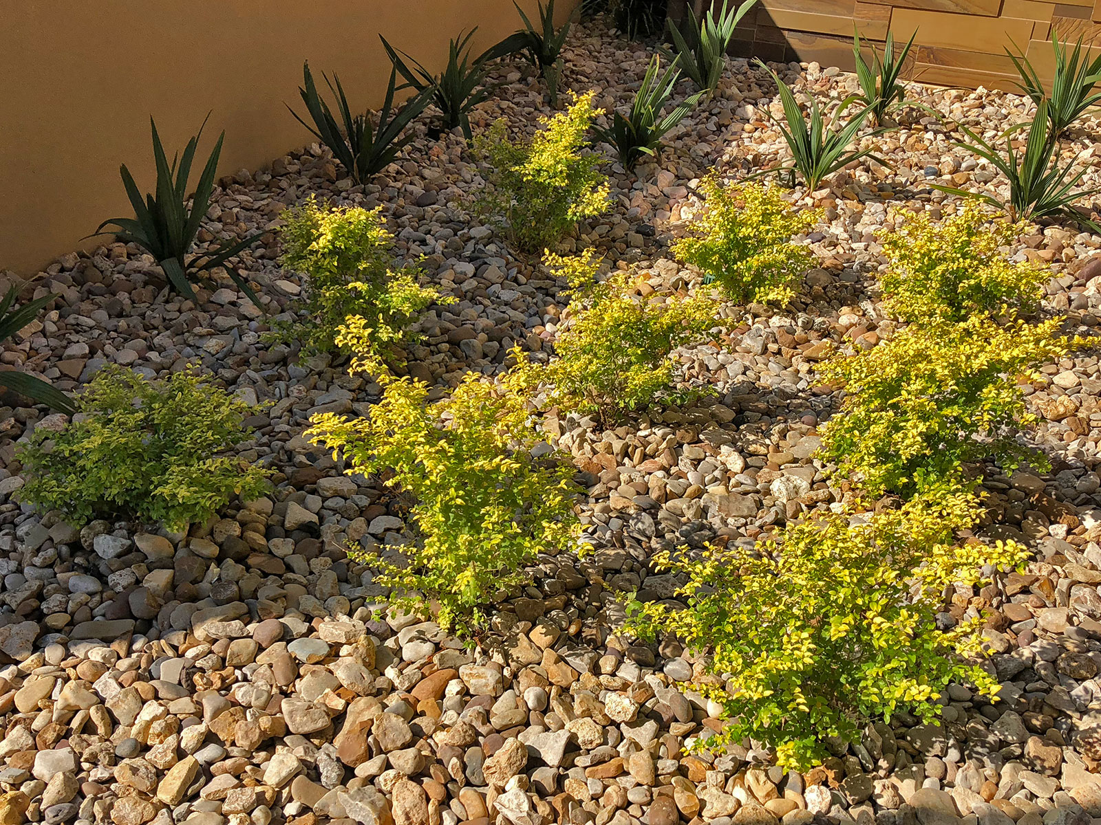 sunshine-ligustrum-shrub