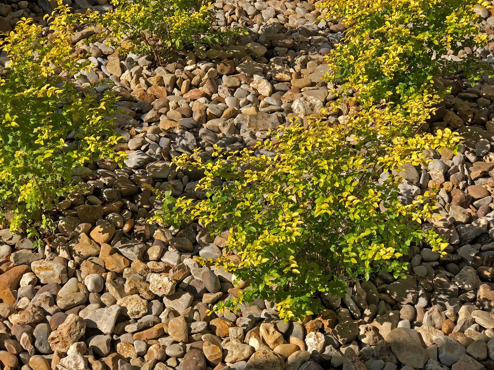 sunshine-ligustrum-shrub