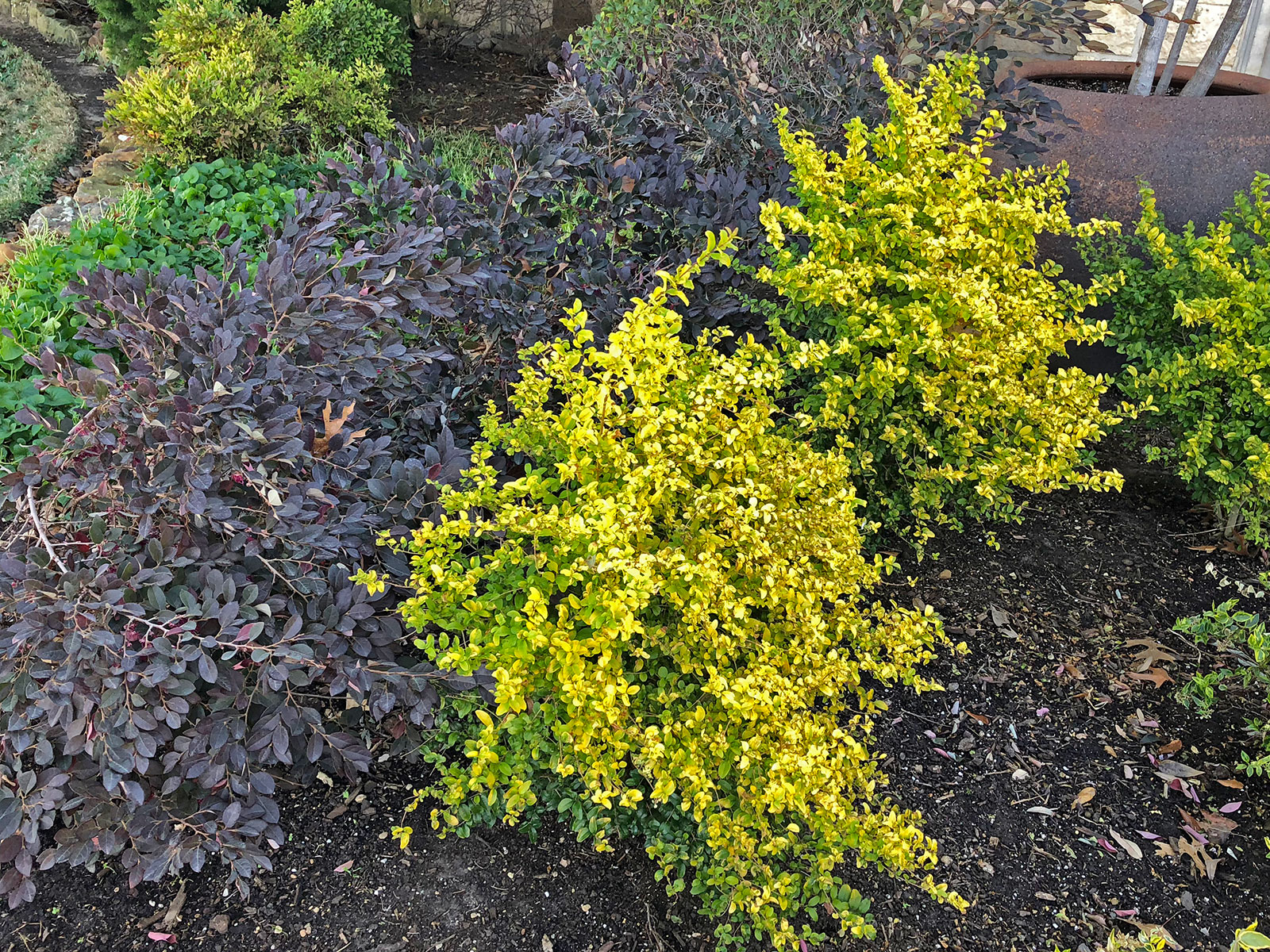 sunshine-ligustrum-shrub