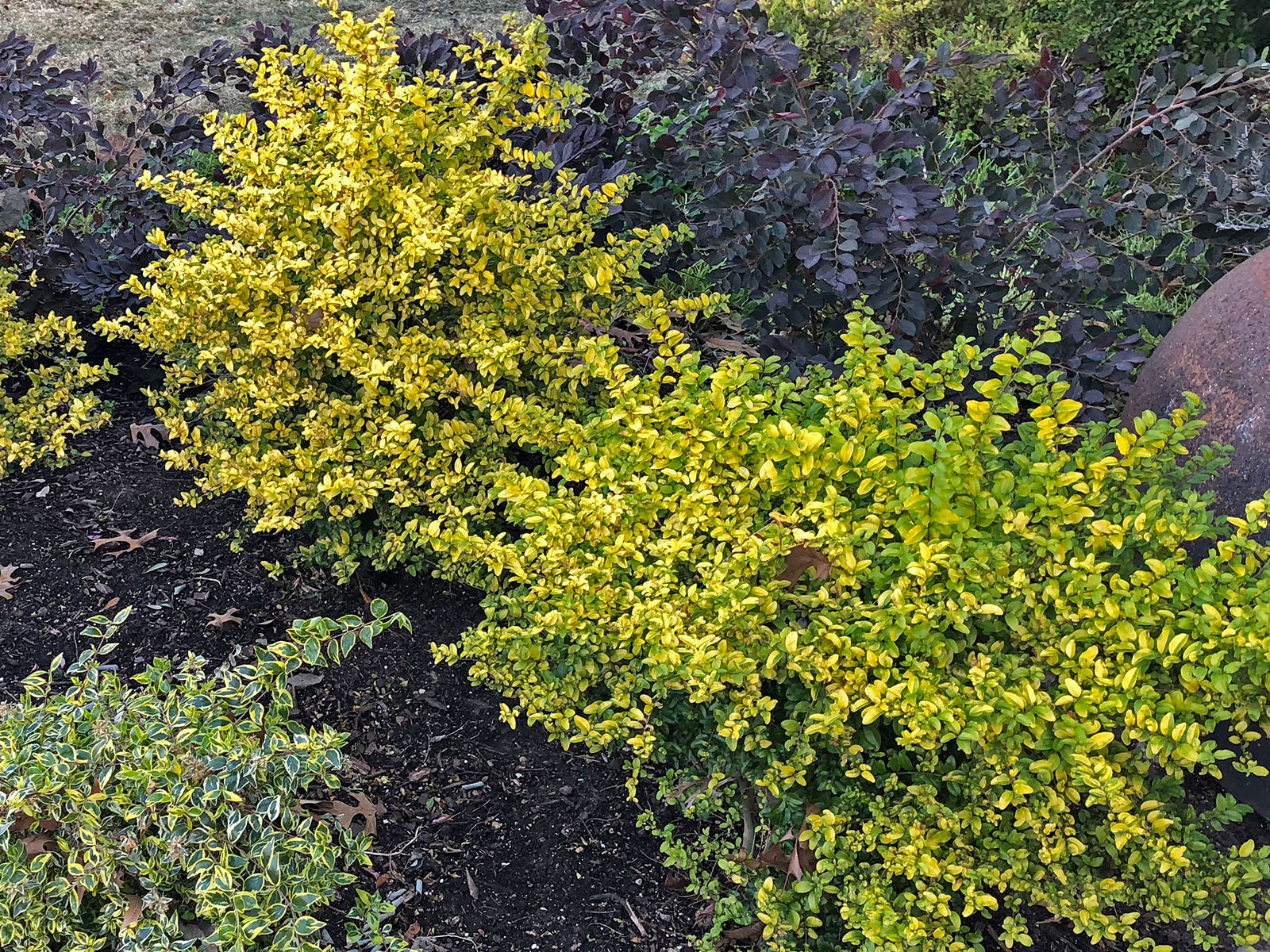 sunshine-ligustrum-shrub