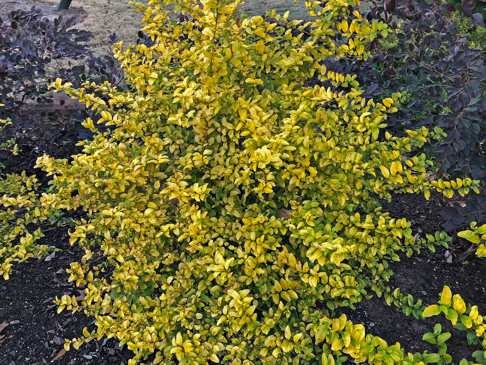 sunshine-ligustrum-shrub