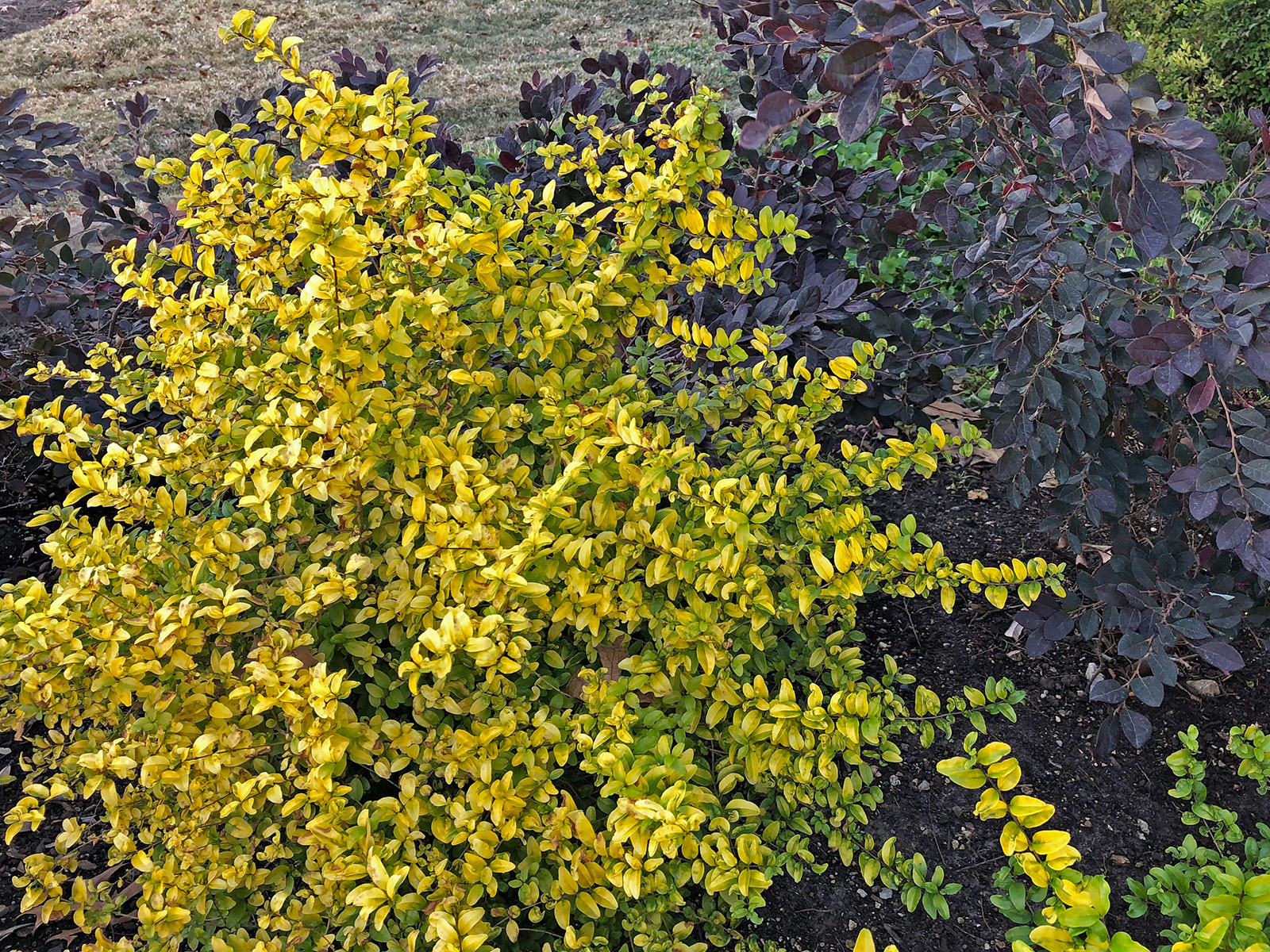 sunshine-ligustrum-shrub