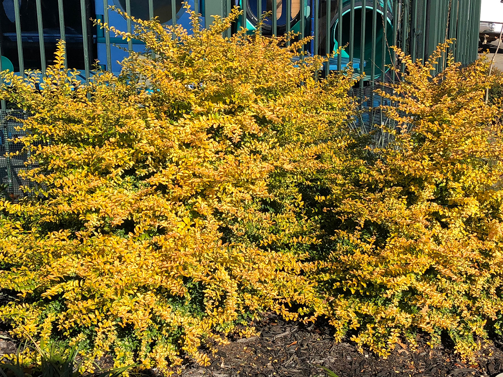 sunshine-ligustrum-shrub