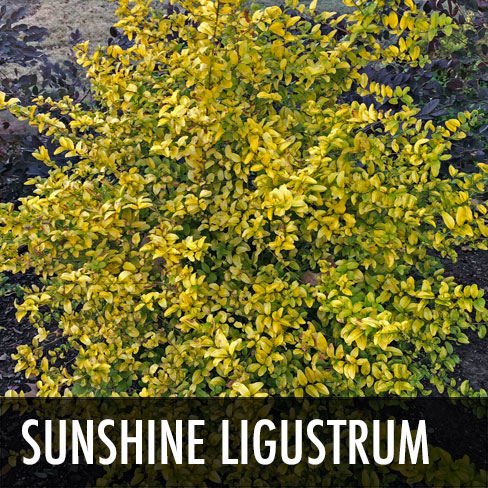 thumb-sunshine-ligustrum.jpg